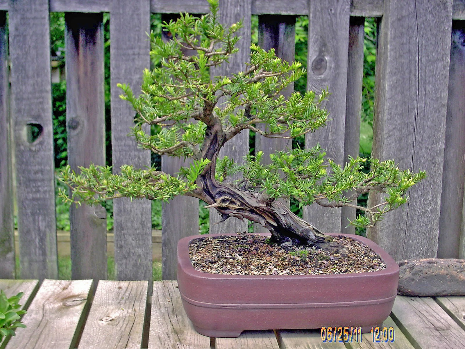 Bonsai In Hoosierland The Yew Bonsai For Everyone