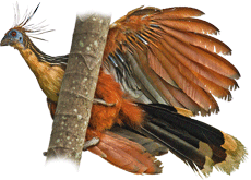 Cigana | Hoatzin