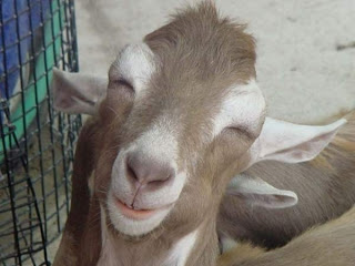 Funny Goat Pictures