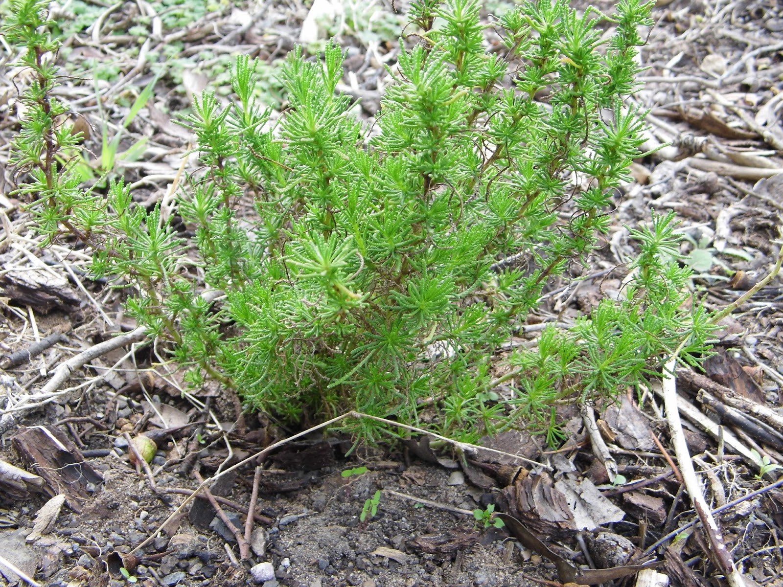 One Mother Hen Santolina The olive herb