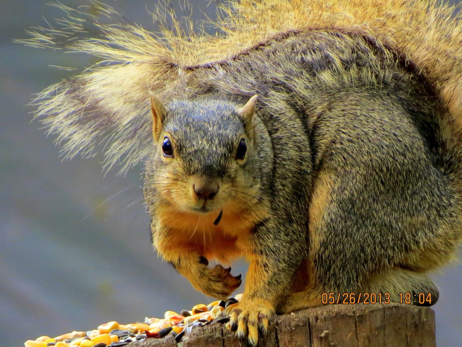 katescabinbirdsanctuaryintexas DONT TO SQUIRREL