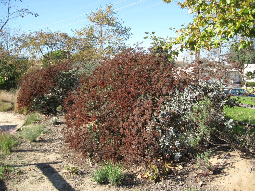 Mother Nature's Backyard A Waterwise Garden Plant of the Month (August) St. Catherine’s