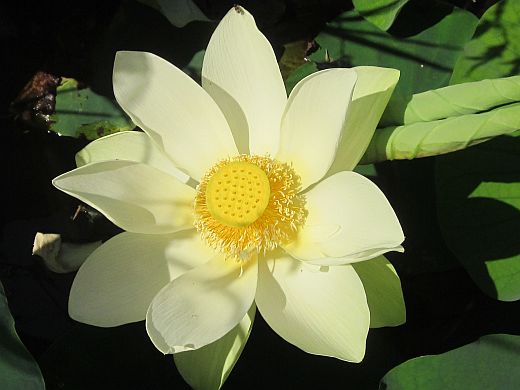 Yellow Lotus Flower