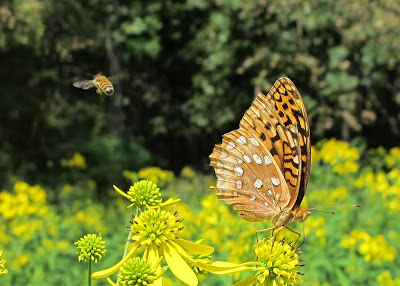 tattered Great Spangled Fritillary, Speyeria cybele with honeybee (less tattered)