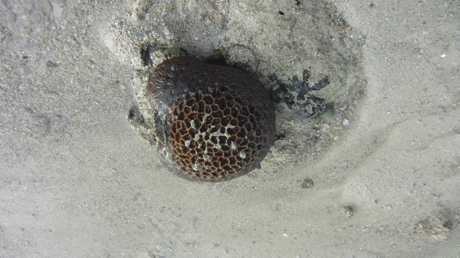 Marine Biology Brain Corals (Family Faviidae)