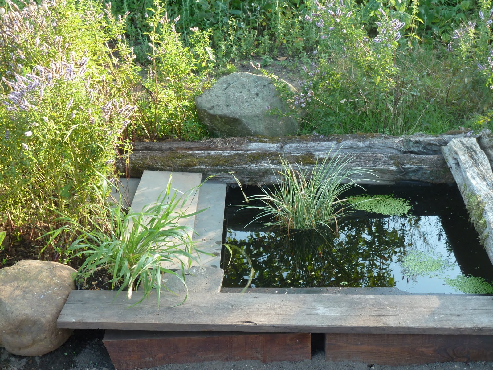 Kitty's Super Allotment: Frogs and Ponds.