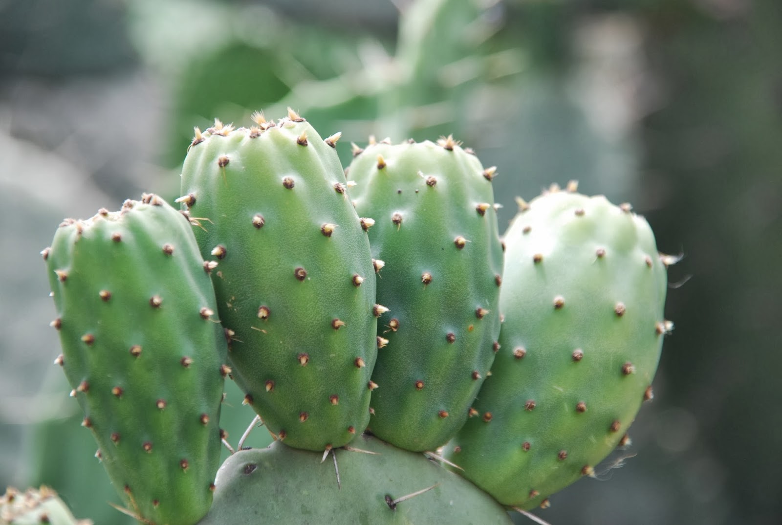 Agamé, Ethiopia Cactus Fruit aka Beles or Prickly Pear