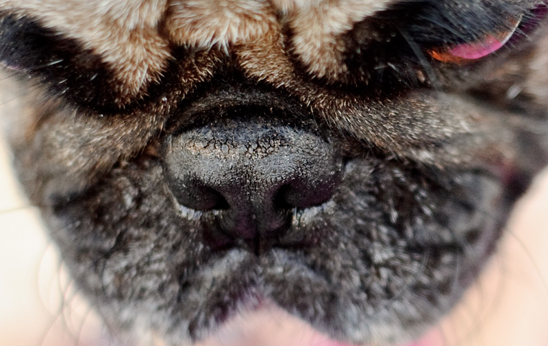 pug nose human soothing the nose funk company pug nose human soothing the nose funk company