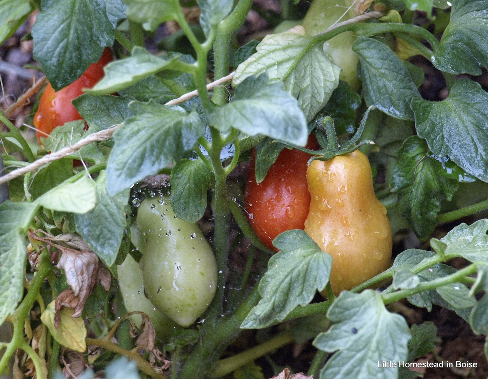 Little Homestead In Boise Fermented Green Tomato Pickles, Who Knew?
