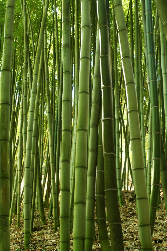 What you need to know about bamboo