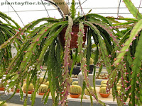 Rhipsalis cruciformis rojo