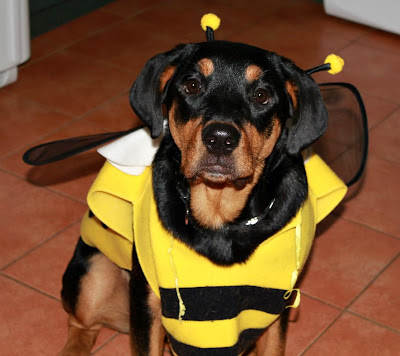 bumblebee dog costume - turtlesandtails.blogspot.com
