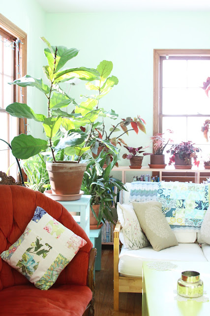 houseplants, fiddle leaf fig, begonias, orchids, Anne Butera, My Giant Strawberry
