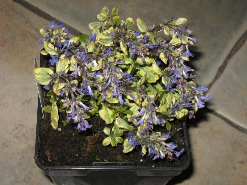 Fifty shades of green Ajuga reptans x tenorii 'Toffee Chip'