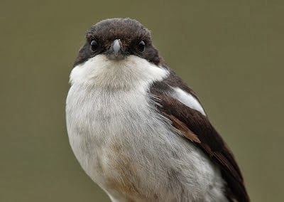 GAMBAR BURUNG CENDET
