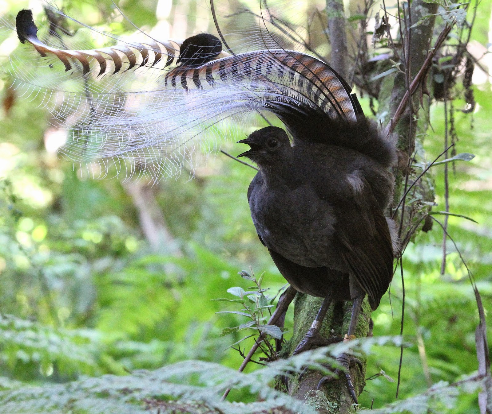 Worldbirder: Superb Lyrebird: Photo Essay.