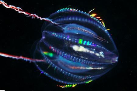 Comb Jelly