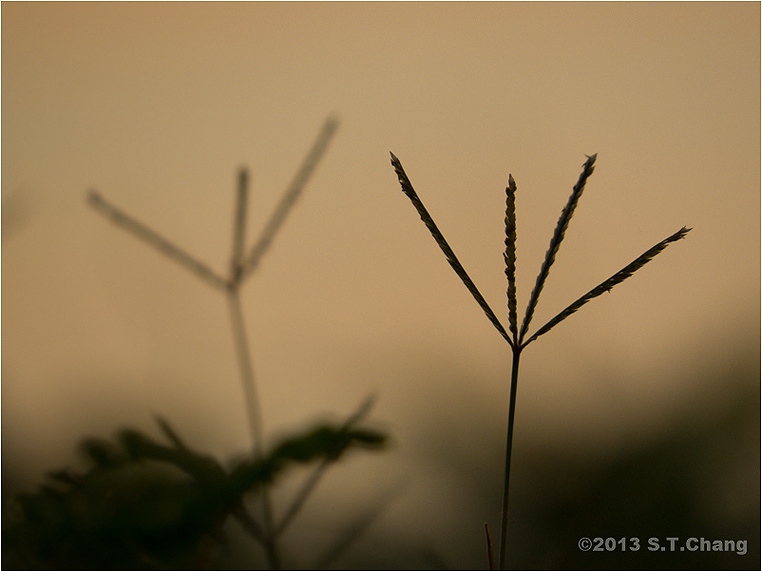 emphoka, photo of the day, S.T. Chang, Canon PowerShot SX50 HS emphoka, photo of the day, S.T. Chang, Canon PowerShot SX50 HS