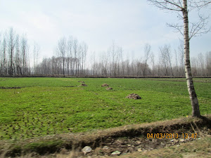"Saffron Fields" while approaching Srinagar.