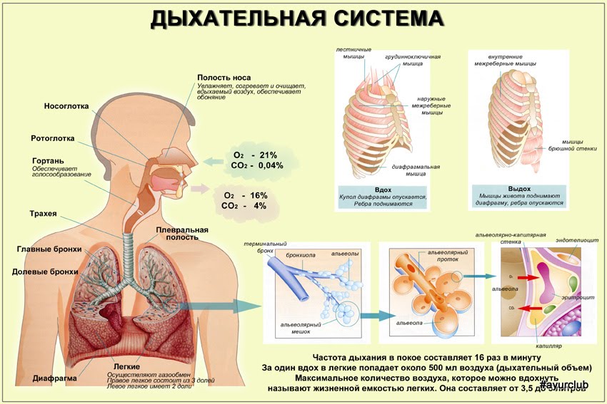 простое очищение кишечника простое очищение кишечника