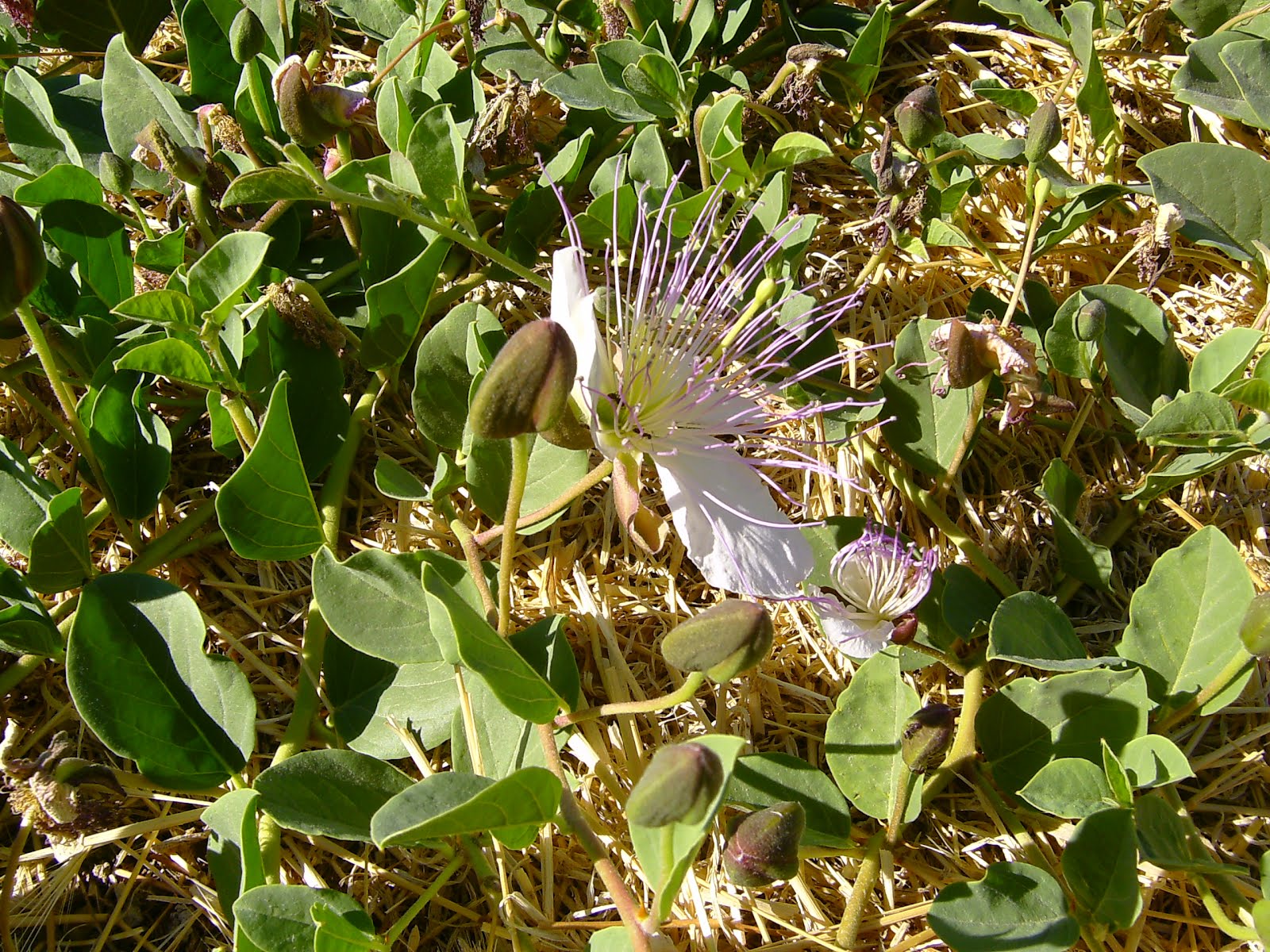 Capering Around It´s Caper Time