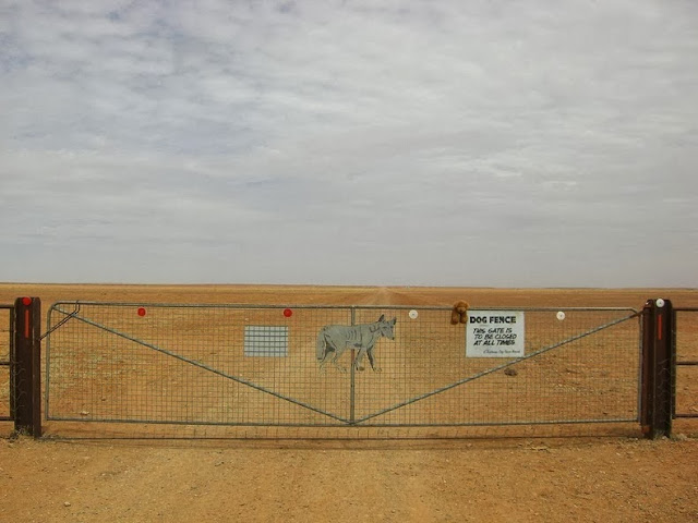 El Cerco del Dingo: una cerca para perros de 5.600 kilometros en Australia