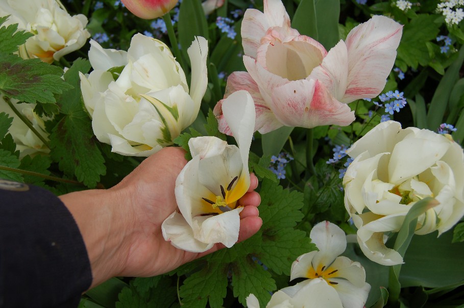 Deadheading tulips.