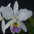 C. gaskeliana caerulea