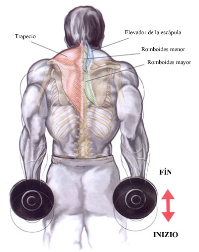 5. Encoger los Hombros 5. Encoger los Hombros