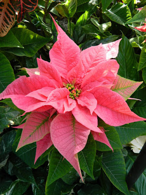 Allan Gardens Conservatory Christmas Flower Show 2015 pink poinsettia by garden muses-not another Toronto gardening blog