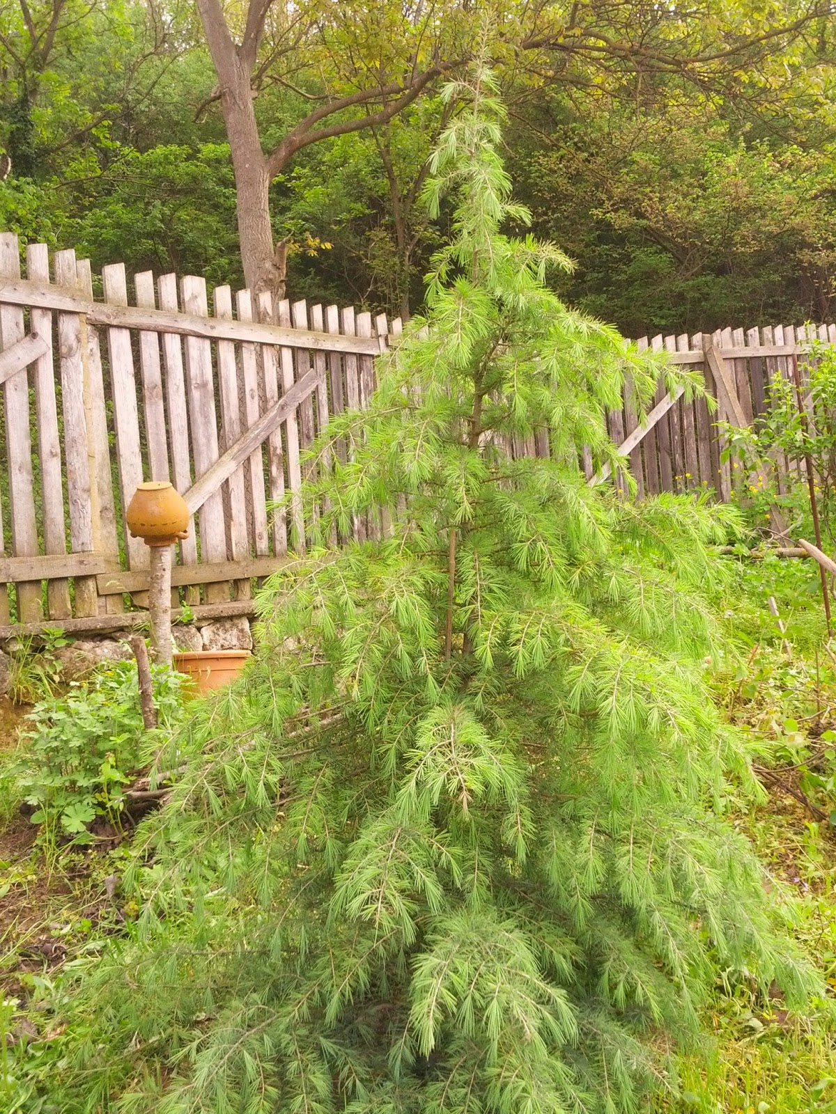 My garden and flowers: Хималайски кедър.
