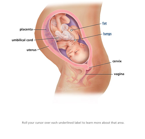 between 34 and 37 weeks