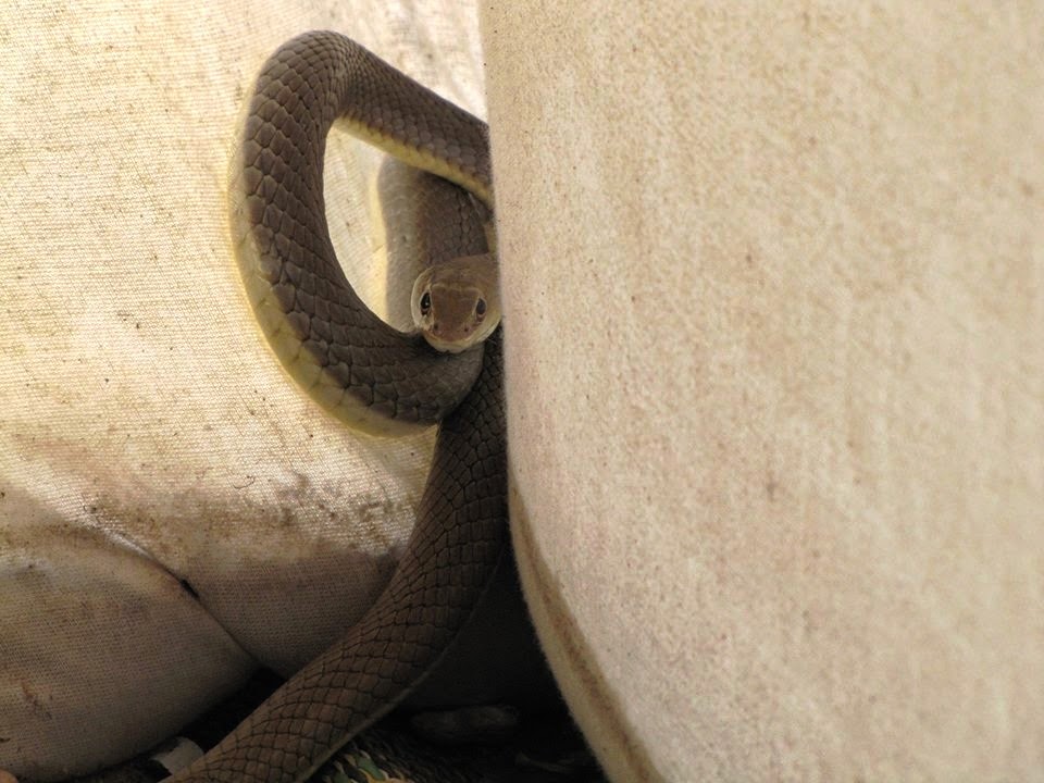 signification rencontre serpent