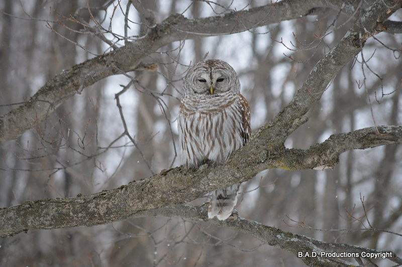 Winter Barn Owl