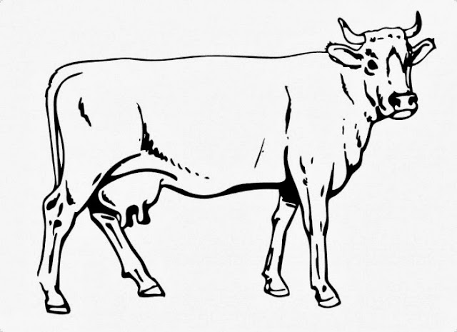 Cow Drawing :: Coloring Pages :: Worksheet Guide
