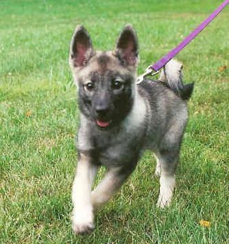 elkhound puppies elkhounds elkhound breeds picture elkhound puppies elkhounds elkhound breeds picture