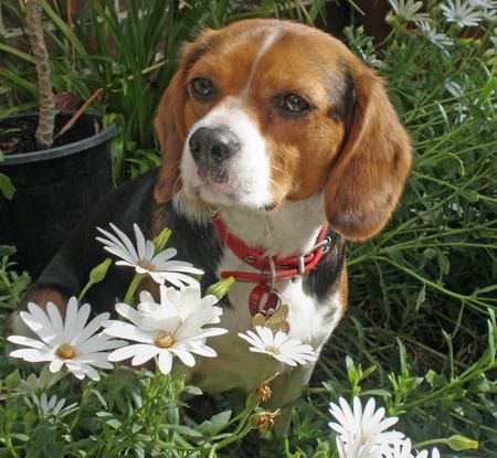 Cavalier King Charles Spaniel Beagle Mix | Dog Beagles