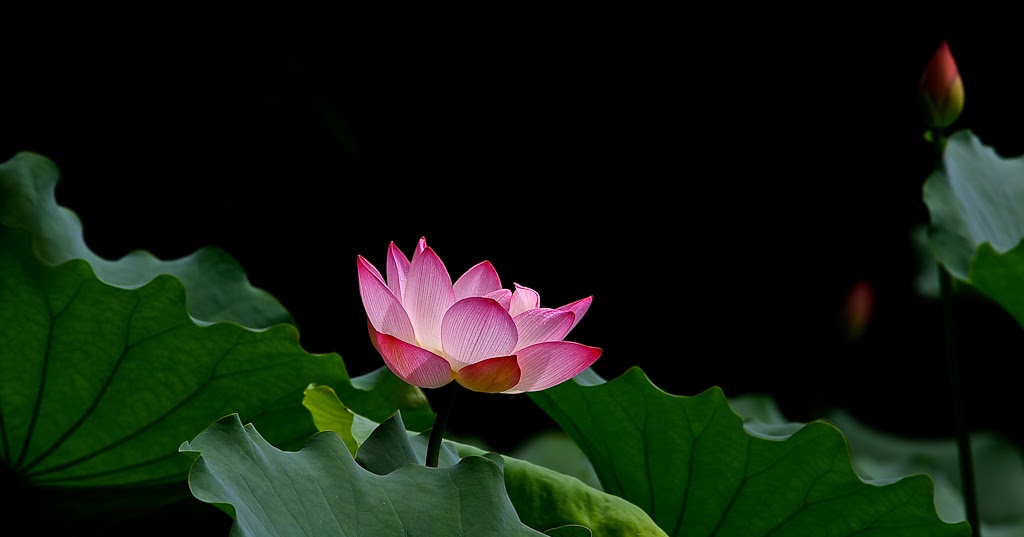 The Benefits of Lotus Leaves Just Great Minds at