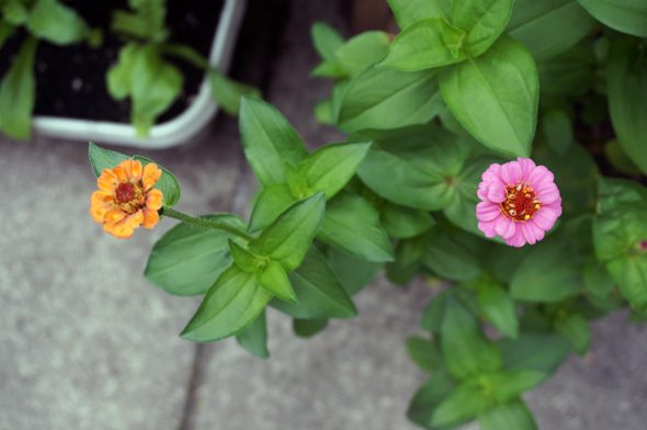 button box zinnia