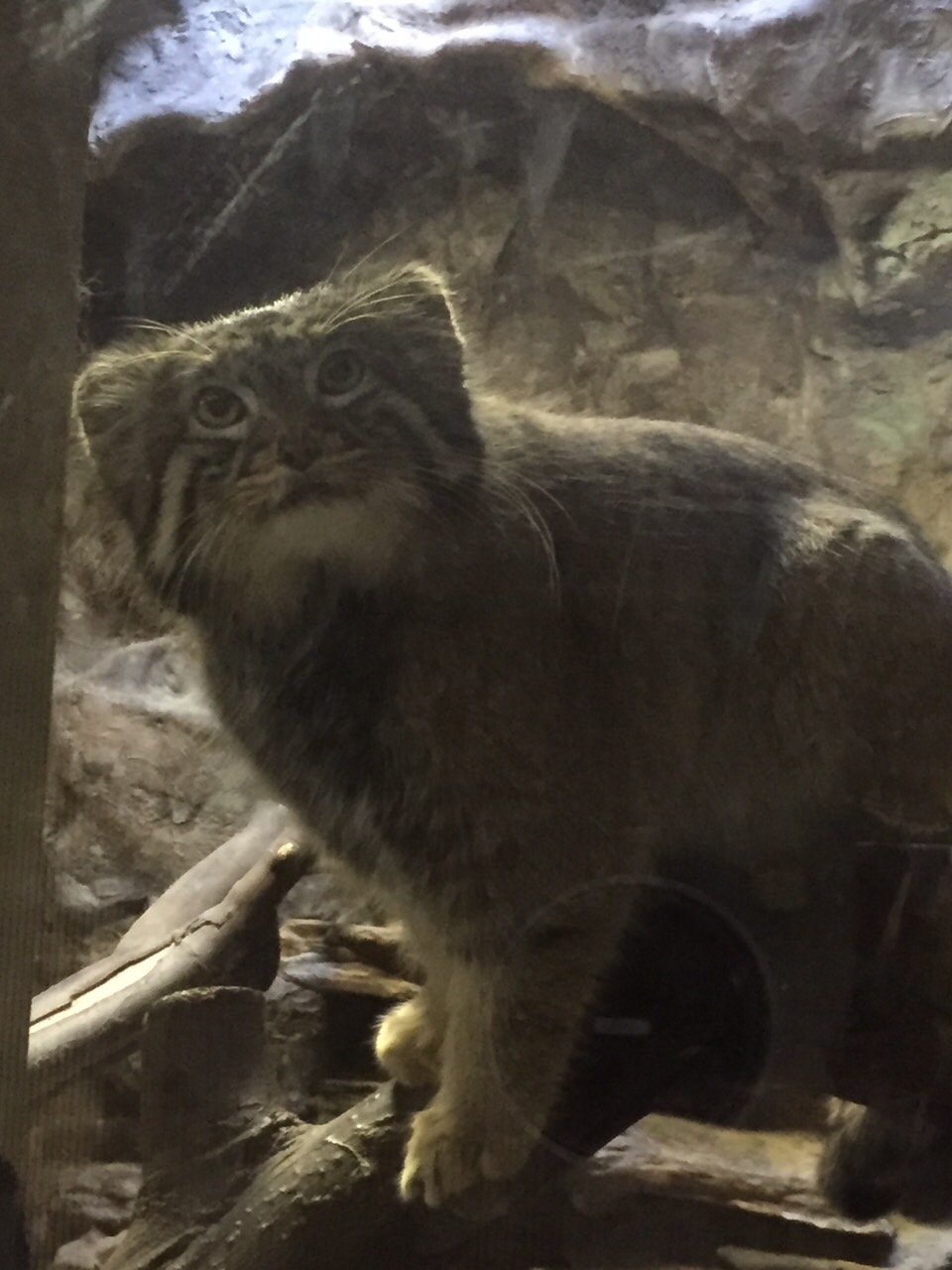 Motodowell モトドーウェル 上野動物園のマヌルネコさん