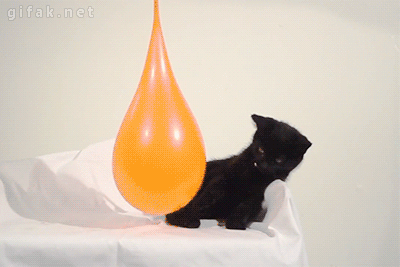 [Bild: Kitten-Pops-Water-Balloon-In-Slow-Motion.gif]