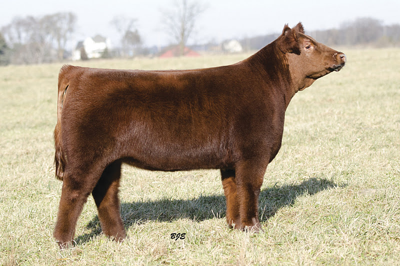 Parks Show Cattle Cattle for Sale Lautner Farms