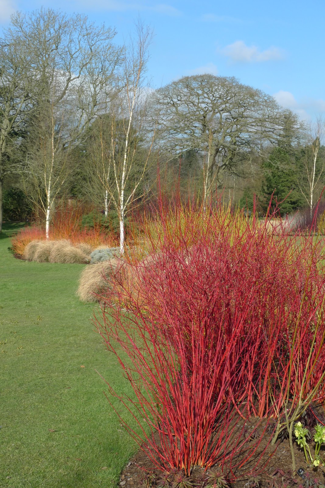 Viburnum Tinus For A Border