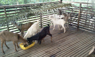 Ladang Ternakan Kambing Izzel Deen Melaka: Kambing Jantan Muda