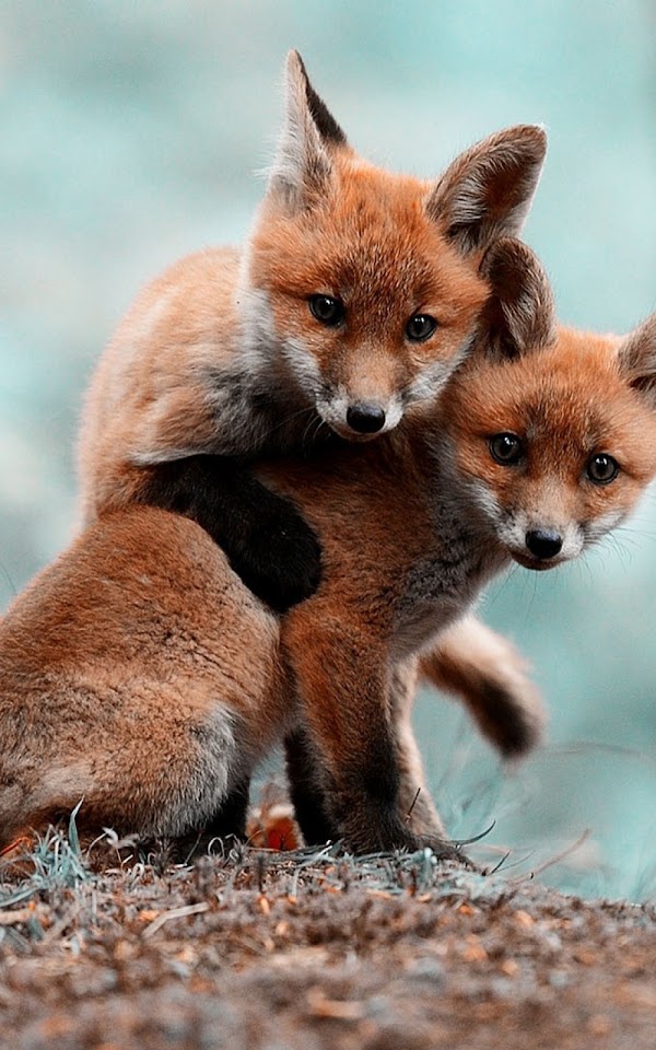 Two Fox Cubs Android Wallpaper