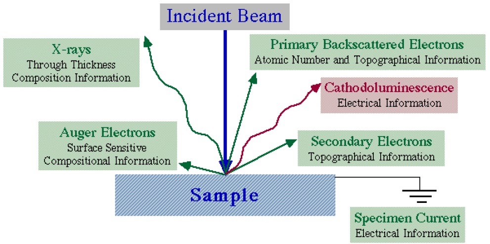 scanning electron microscopy