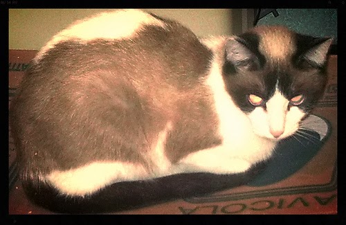 HONGO FELINO hongo felino: