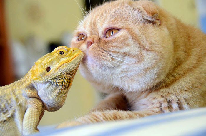 #20 Bearded Dragon And Cat - Unusual Animal Friendships That Are Absolutely Adorable! #20 Bearded Dragon And Cat - Unusual Animal Friendships That Are Absolutely Adorable!
