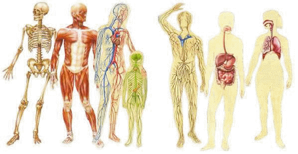 Curiosidades Sobre O Corpo Humano Curiosidades Sobre O Corpo Humano
