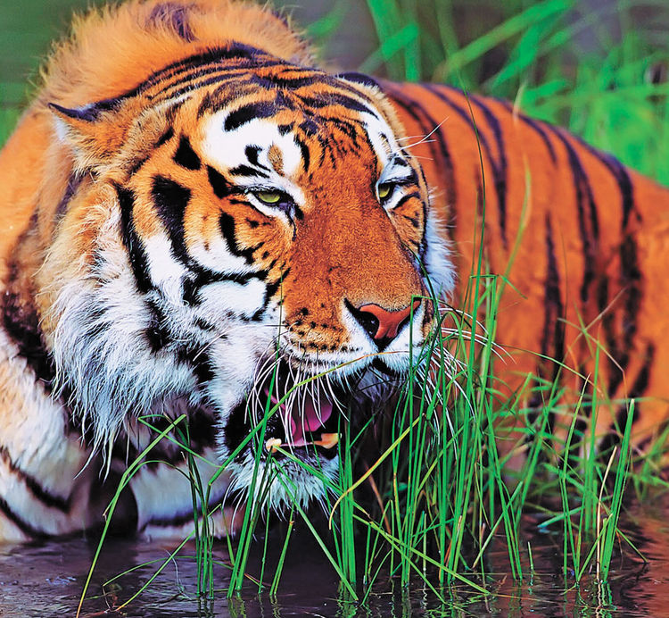 Tigres+Asesinos Tigres Asesinos http://patumascota.blogspot.com/2012/08/devorador-de ...